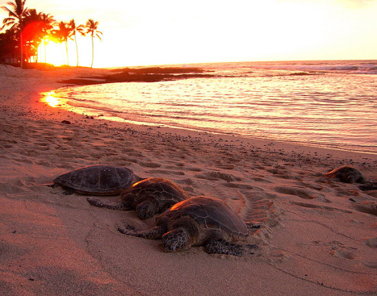Kona, Hawaii - Photo: Steve Jurvetson via Flickr, used under Creative Commons License (By 2.0)